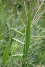 Eriochloa vilosa